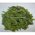 Fabricante Sennoside Natural Senna Leaf Extract